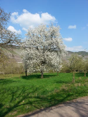 Frühling auf den Streuobstwiesen